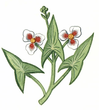 Badge of Dacre Fiennes Boulton